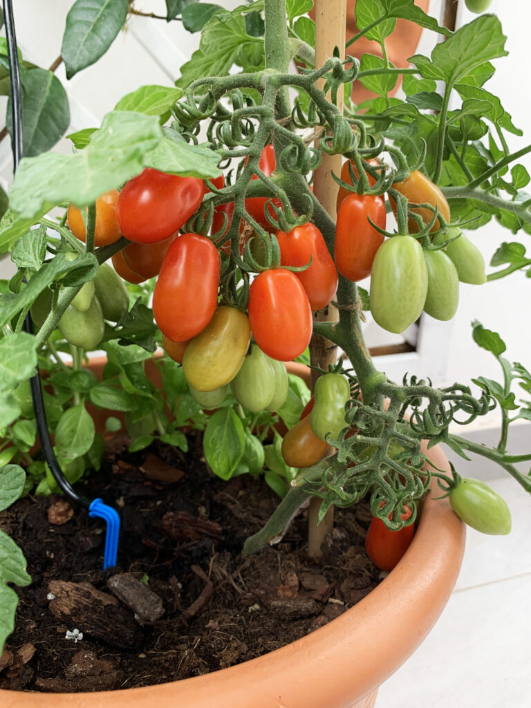 Beginner Homestead Garden Layout Ideas: Getting Started with Self-Sufficiency