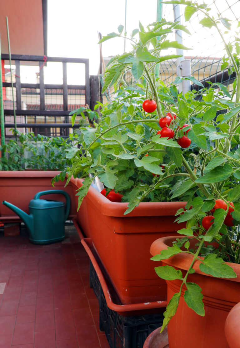 Small Space Vegetable Garden Ideas That Actually Work