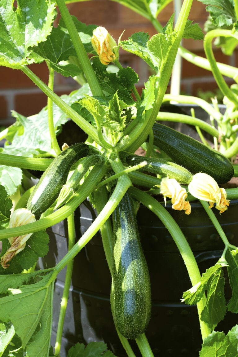 Best Vegetables To Grow In Containers: A Practical Guide For Small Spaces
