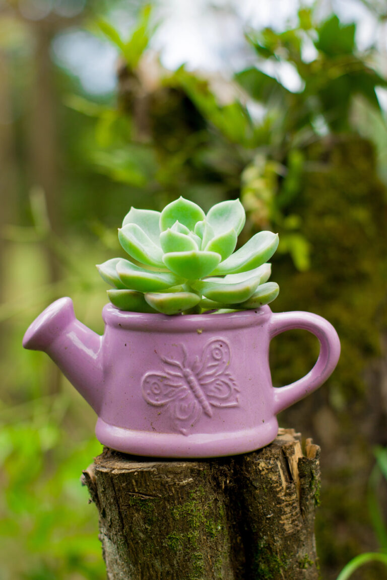 Tiny Garden Ideas: Making the Most of Every Inch