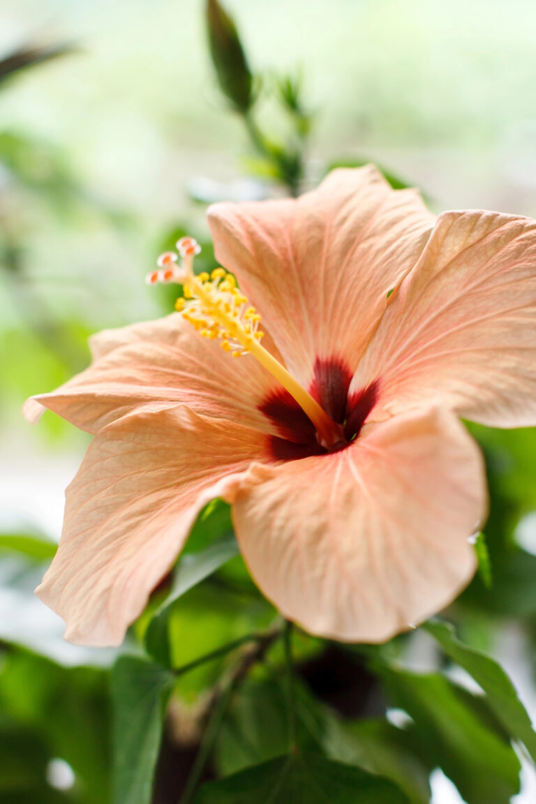 How to Grow Hibiscus at Home (Beginner Guide)