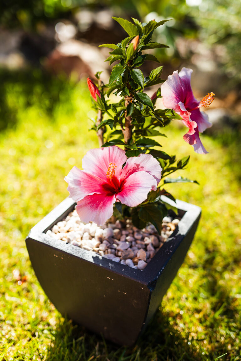 How to Create a Cottage-Style Look with Hibiscus Flowers