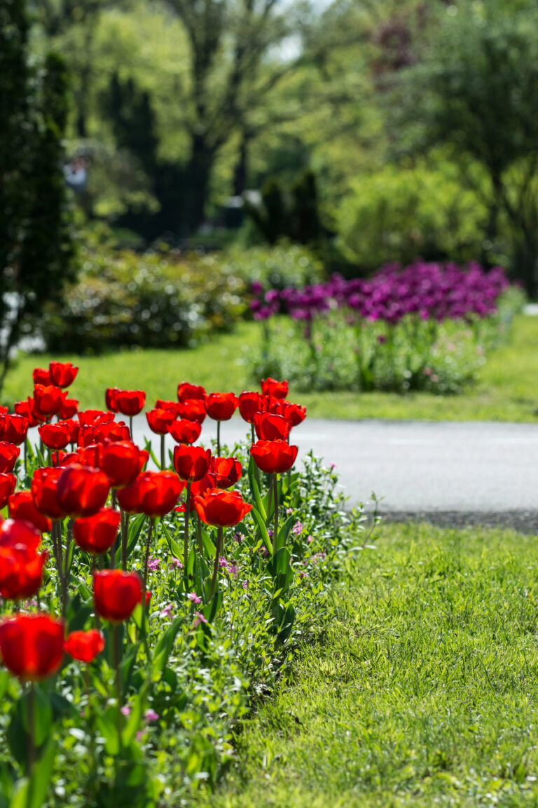 Red Flower Ideas For Your Garden: Bold Blooms That Steal the Show