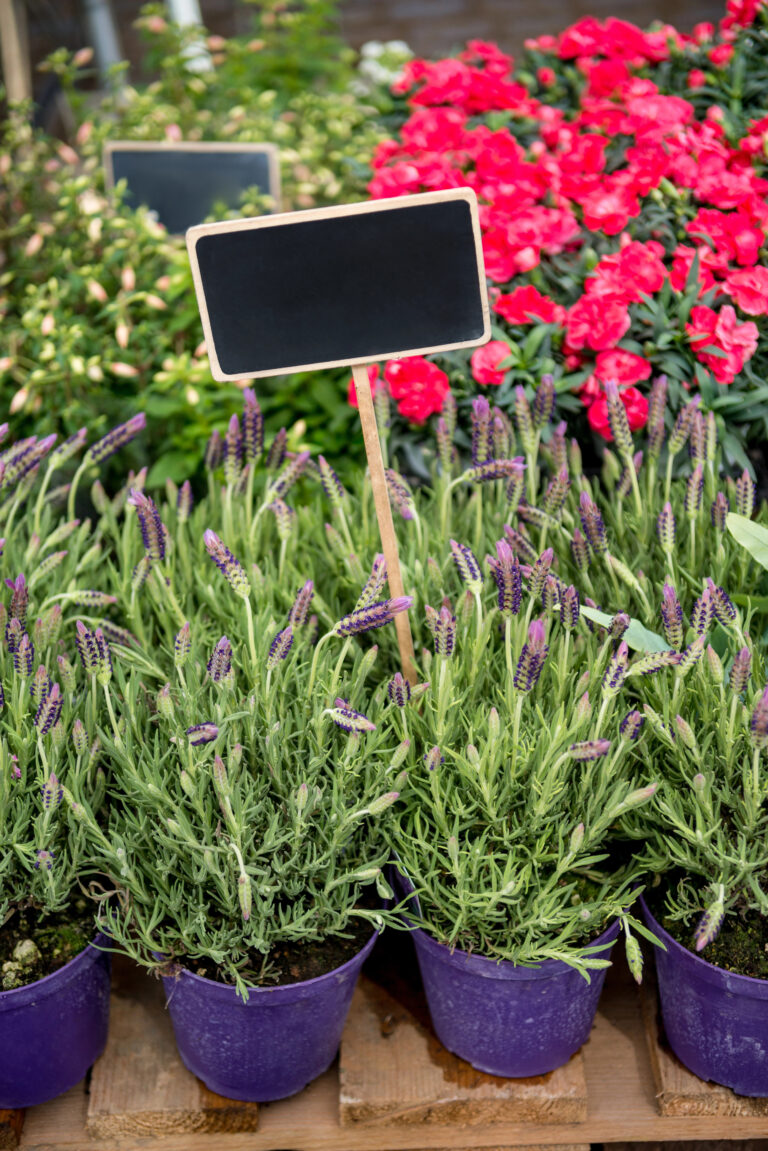 Pretty Edible Garden Ideas for Everyday Living