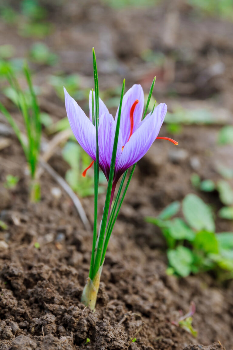 Turn Your Garden into a Spice Empire: Best Spices to Grow and Sell from Home