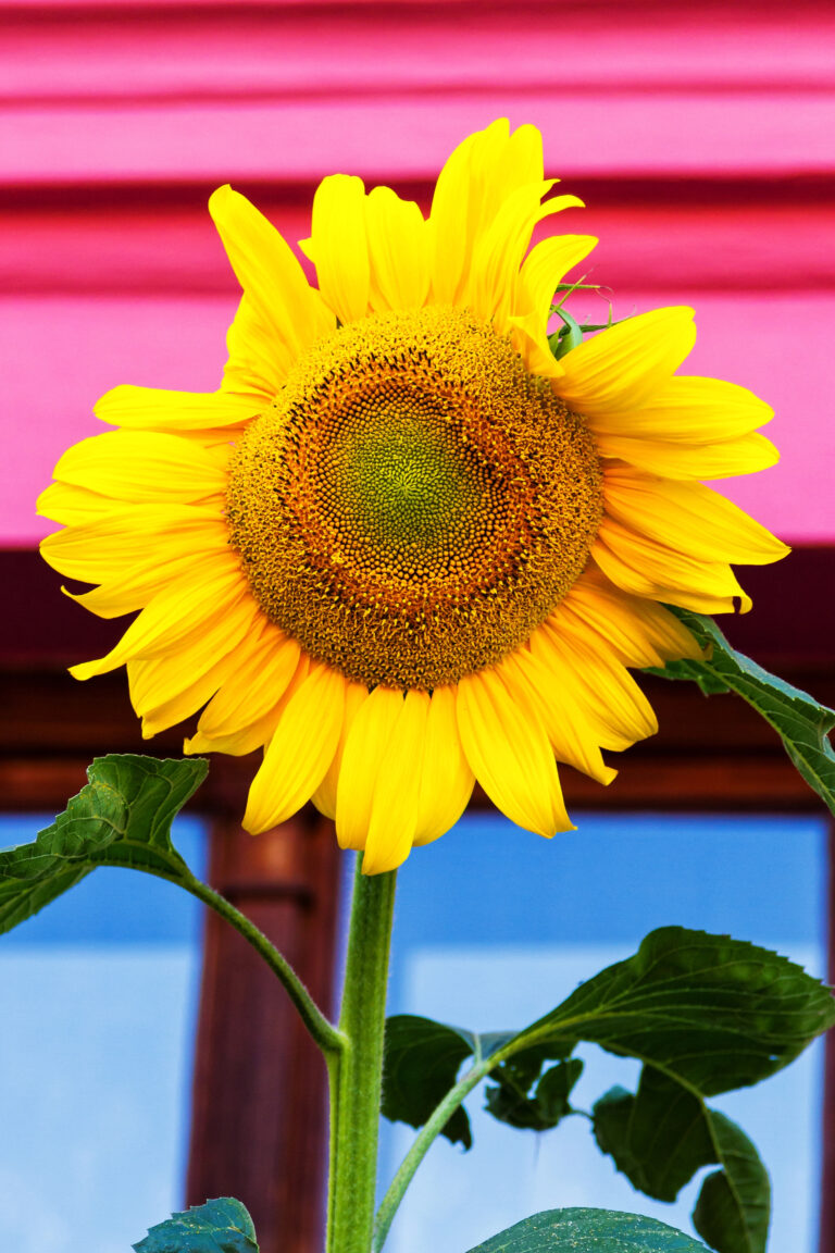 Easy Flower Garden Ideas for Beginners