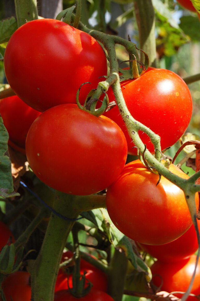 Smart Growing: The Best Edible Plants to Grow Together for Natural Pest Control (Companion Planting!)