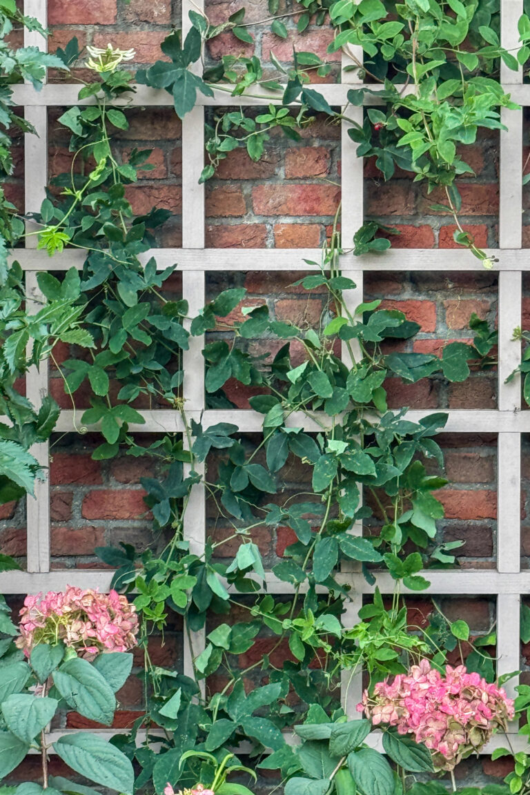 Small Backyard Bliss: Cottage Garden Ideas That Maximize Charm