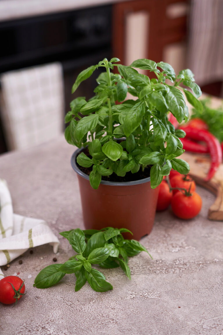 How to Care for a small basil plant in a pot for easy at Home Herbs