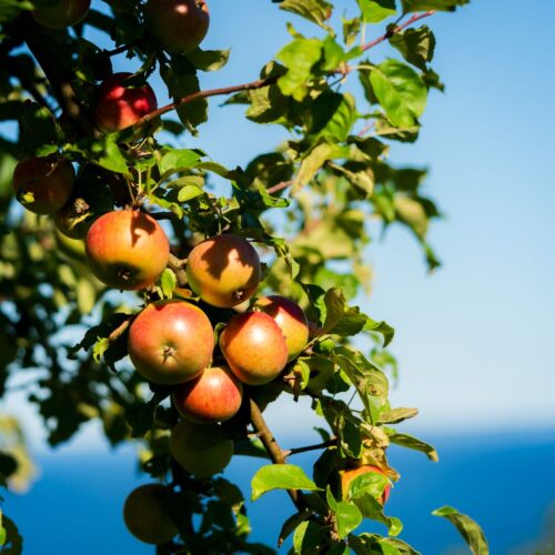 a tree with apples on it and the ocean in the background