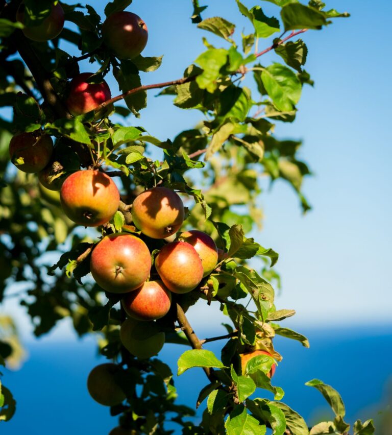 a tree with apples on it and the ocean in the background
